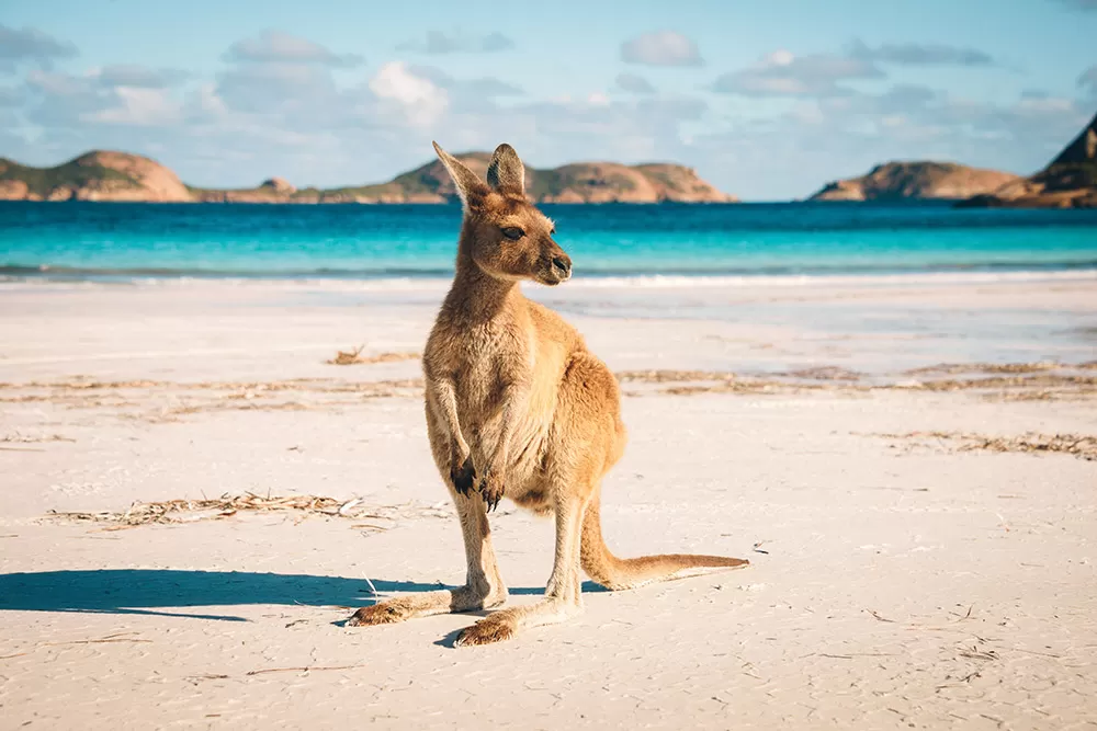 How Australian: 7 Steps to Mastering the Australian Accent