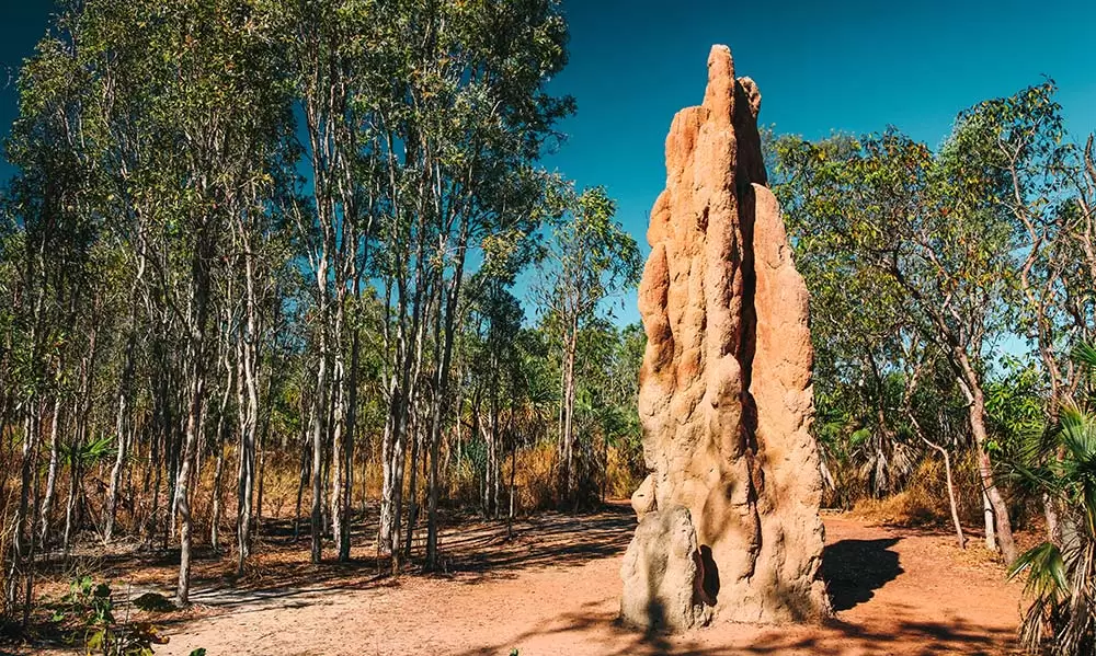 Darwin to Alice Springs Road Trip - See Litchfield National Park termite mounds