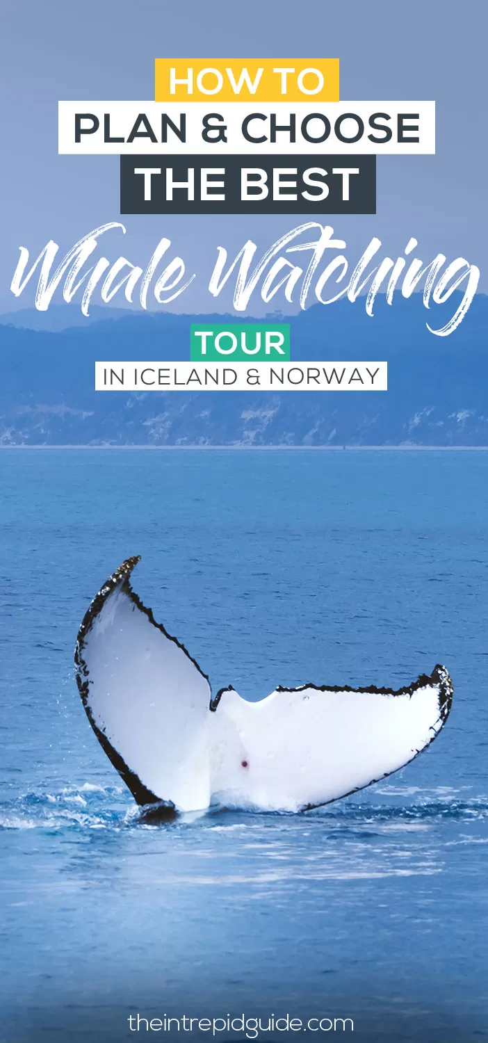 The Best Whale Watching Tours in Iceland & Norway