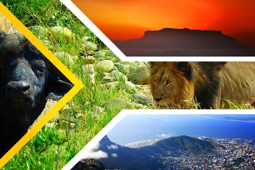 25 Hilarious Afrikaans Idioms That Should Exist in English 25 Hilarious Afrikaans Idioms That Should Exist in English