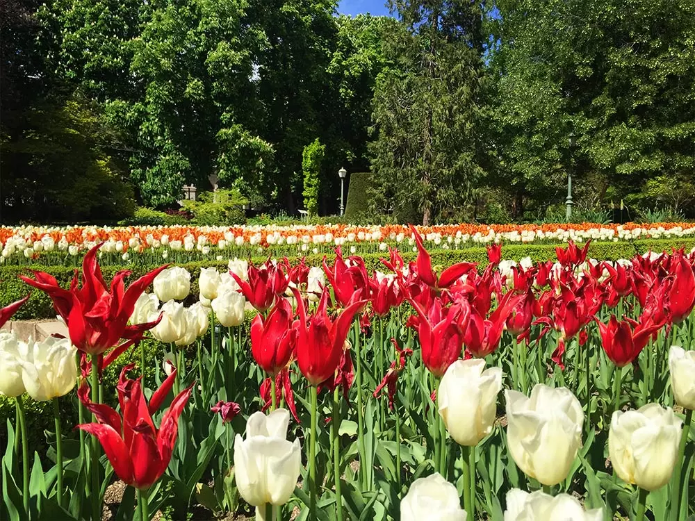 Real Jardin Botanico Tulips Spain