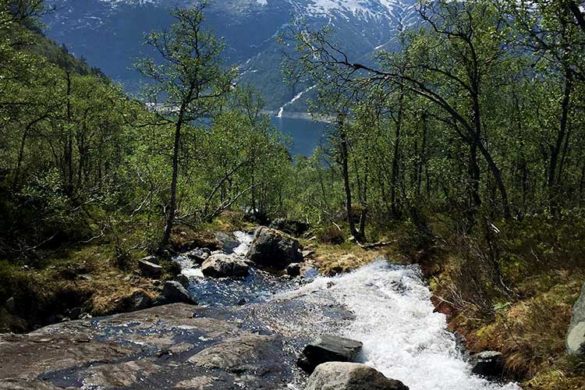 Hiking Trolltunga in Norway - The Ultimate Guide - View over forest Norway