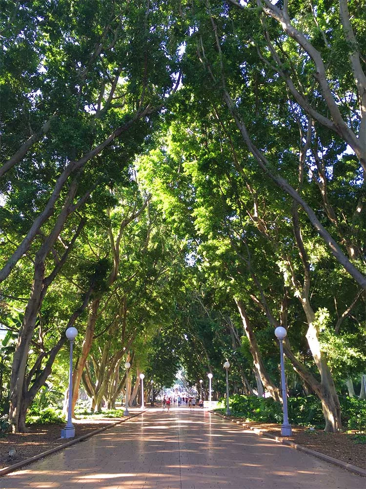 25 Things to do in Sydney on a budget - hyde park fig trees