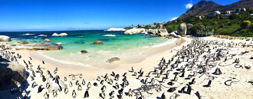 things you must do in cape town south africa - Boulders Beach Penguins Cape Town Panorama