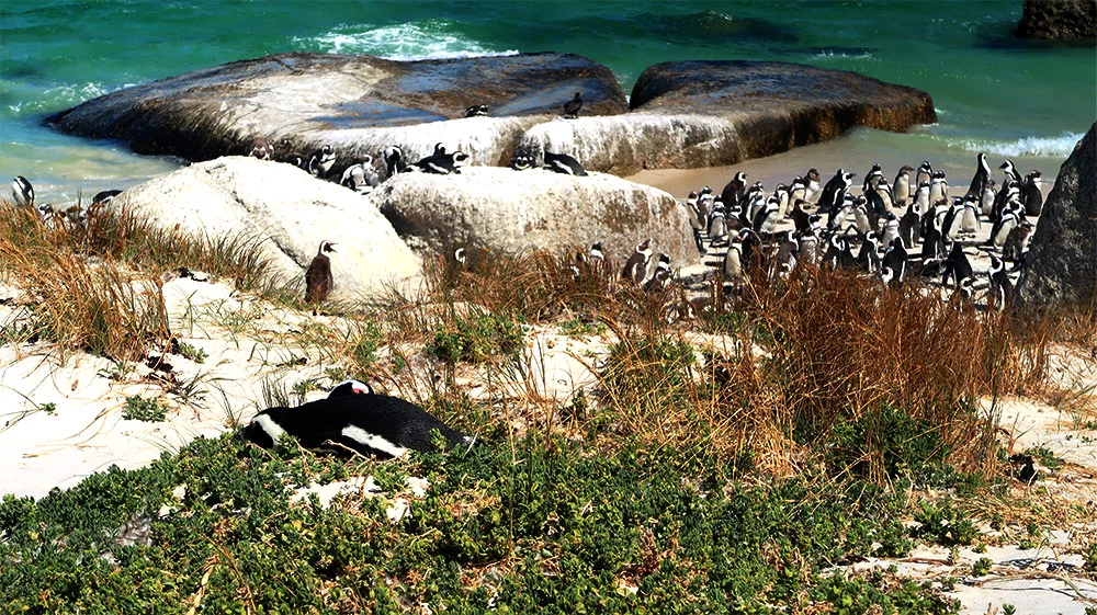 Things to do in Cape Town - Boulders Beach Penguins Cape Town