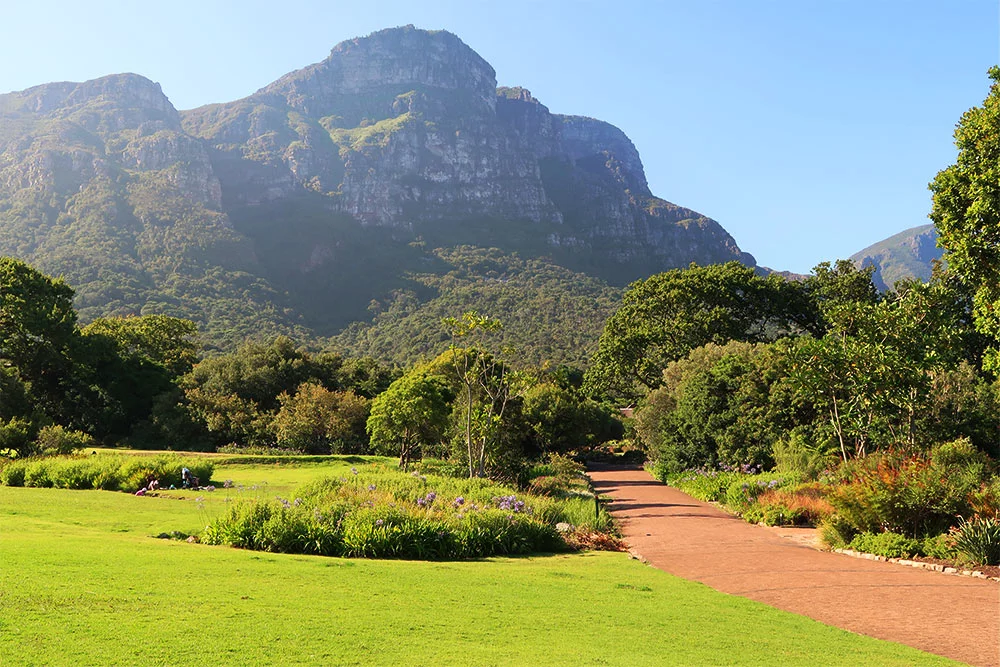 Things to do in Cape Town - Kirstenbosch National Botanical Gardens