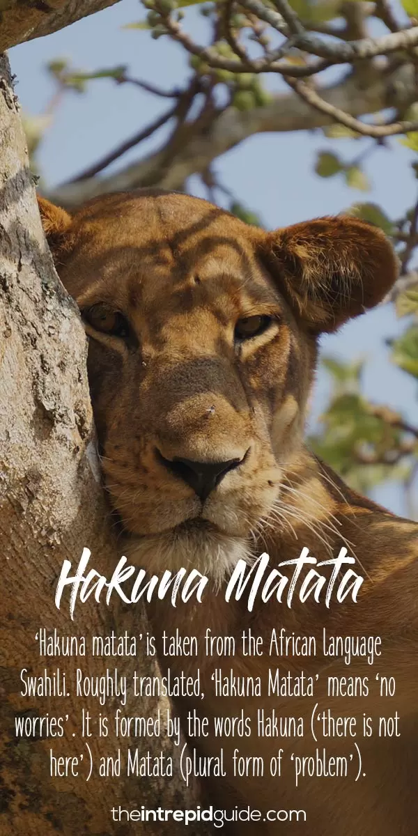 The Lion King African words Hakuna Matata