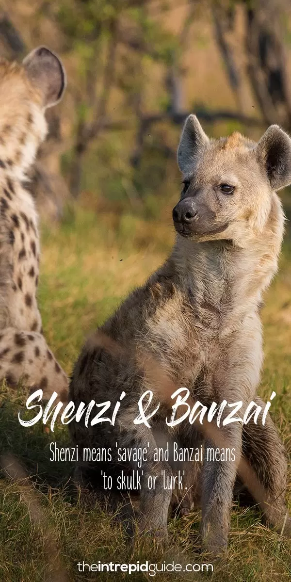 The Lion King African words Shenzi Banzai