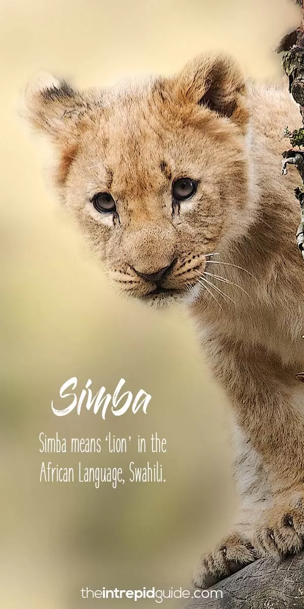 The Lion King African words Simba
