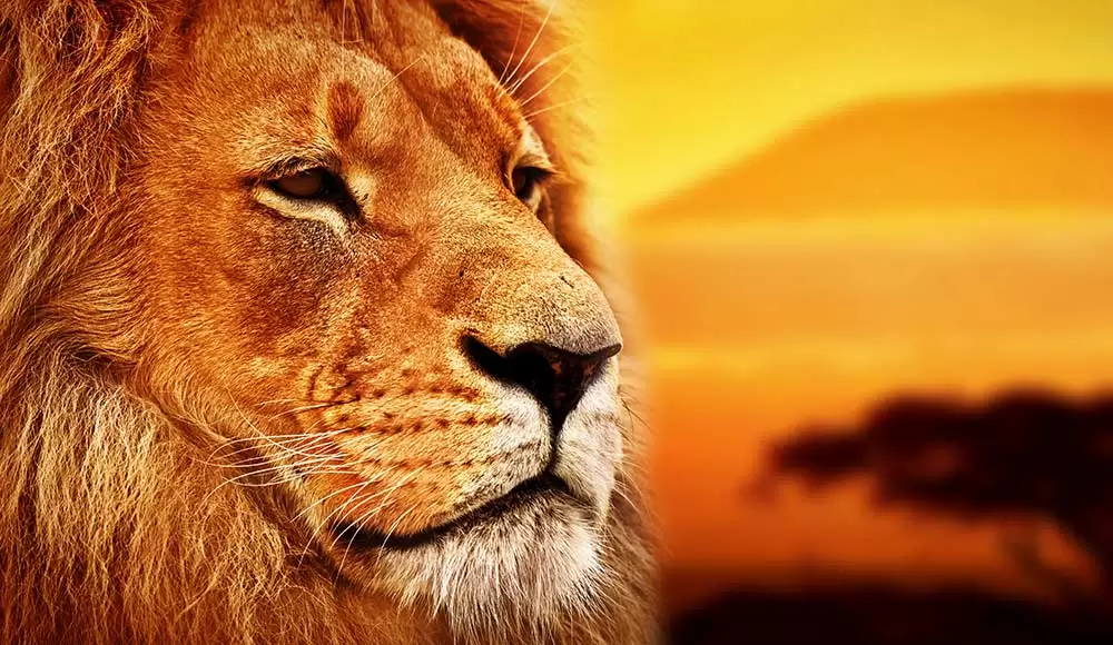 20 Beautiful African Words In The Lion King That Ll Make You Smile