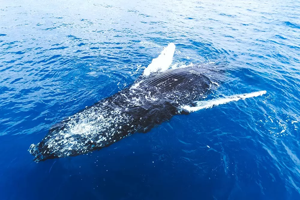 Best Whale Watching tour in Hervey Bay - Humpback whale showing stomach