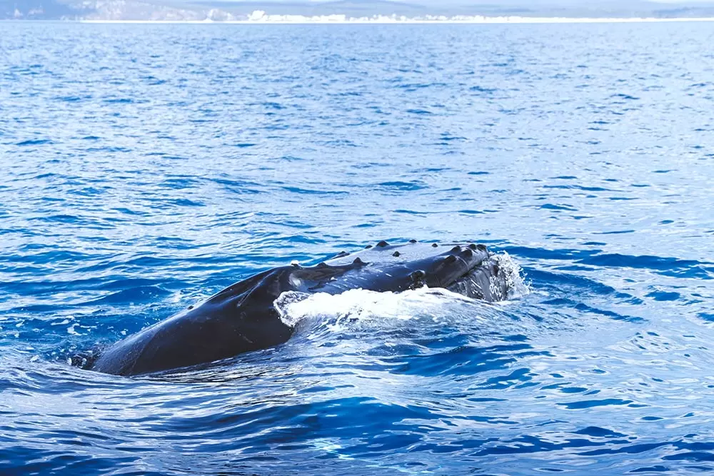 Best Whale Watching tour in Hervey Bay - humpback whale's mouth