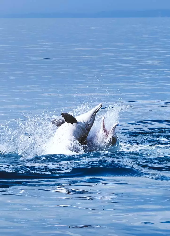 Best Whale Watching tour in Hervey Bay - Humpback dolphins playing