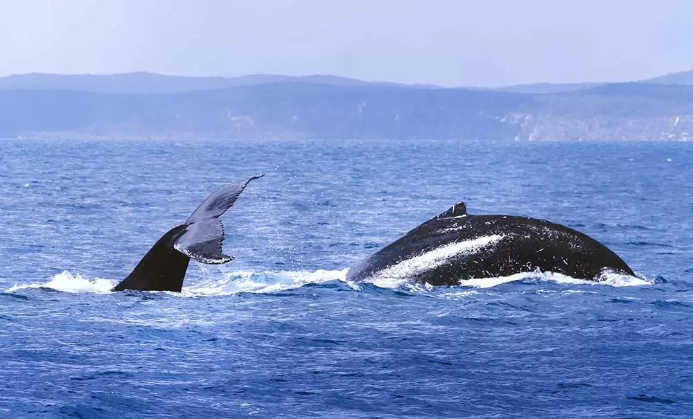 Best Whale Watching tour in Hervey Bay - humpback diving