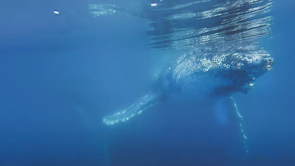 Best Whale Watching tour in Hervey Bay - Humpback Whale Underwater view