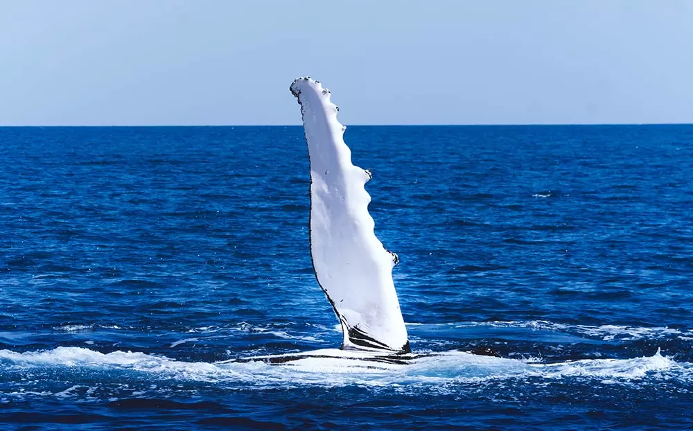 Best Whale Watching tour in Hervey Bay - Humpback whale Pectoral Fin