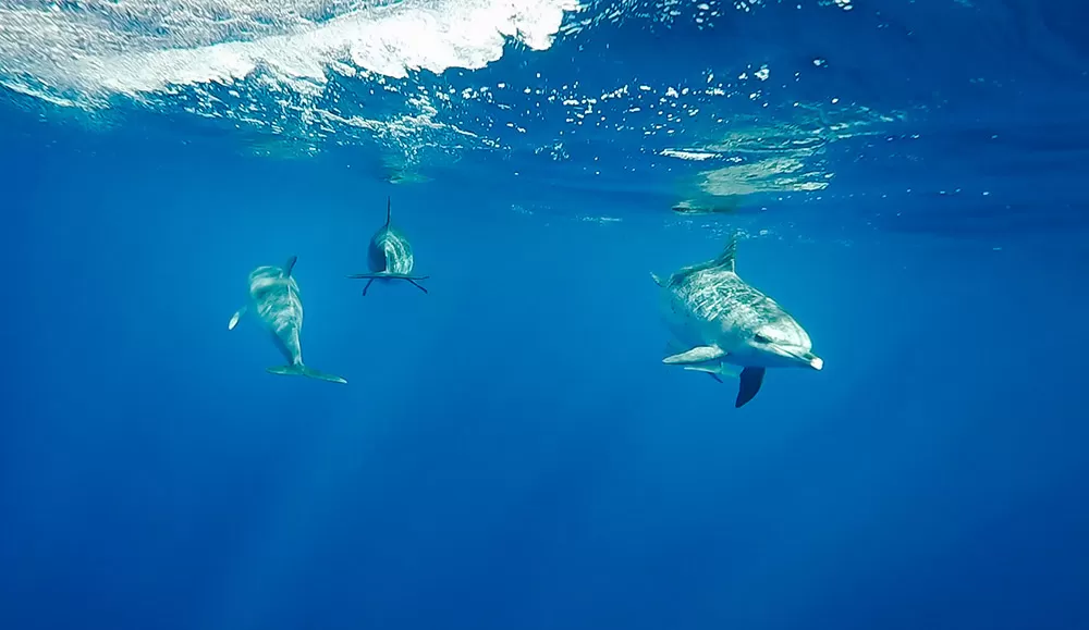 sao miguel island azores travel guide Swimming with Dolphins