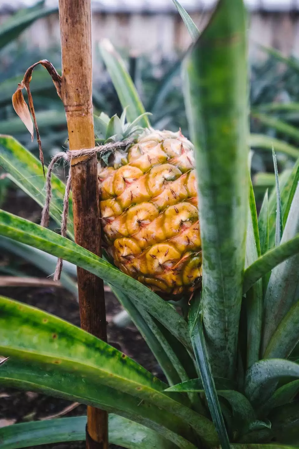 top 10 things to do in ponta delgada 2018 Pineapple plantation