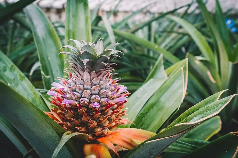 top 10 things to do in ponta delgada 2018 Pineapple plantation