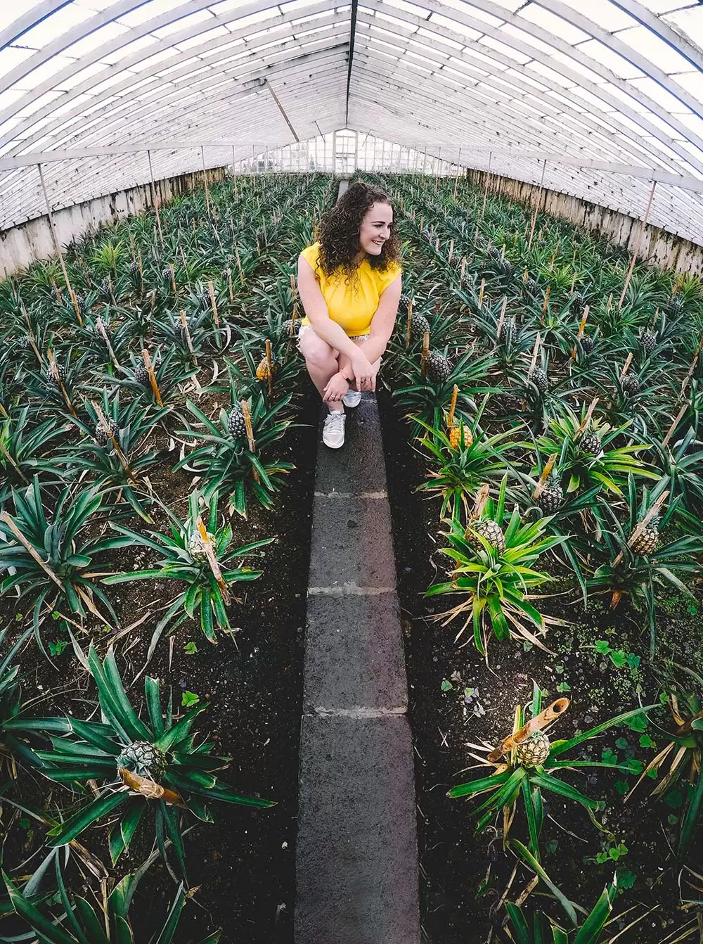 Top 10 Things to Do in Ponta Delgada (The Jewel of the Azores) 46 top things to do in ponta delgada in 2018 Pineapple plantation