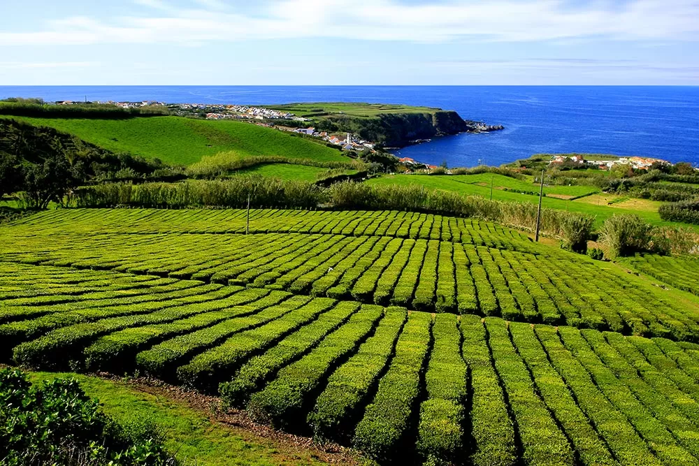 sao miguel island azores travel guide Gorreana Tea Plantation
