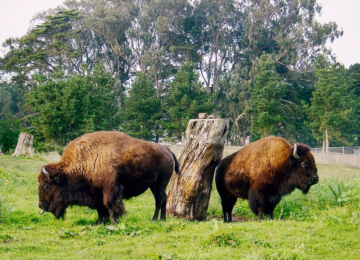 Bison Paddock - Fun Things to do in San Francisco - 4 Day Itinerary
