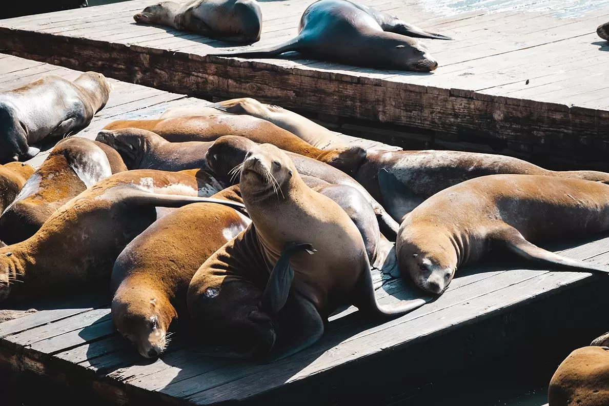 Pier 39 Sea Lions - Fun Things to do in San Francisco - 4 Day Itinerary