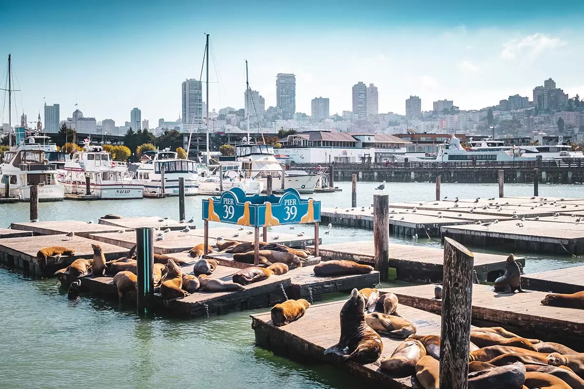 Pier 39 Sea Lions sunbathing - Fun Things to do in San Francisco - 4 Day Itinerary