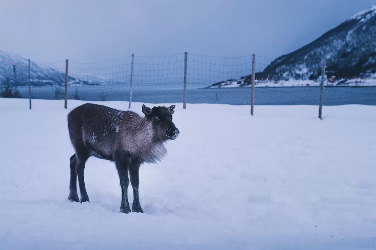 Reindeer and Sami Tour Experience in Tromso - Baby Reindeer