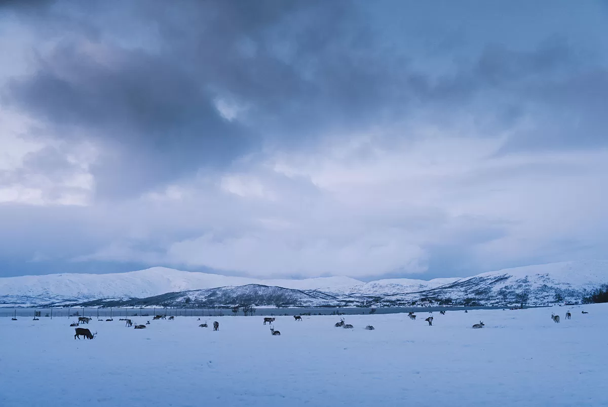 Reindeer and Sami Tour Experience in Tromso - Field of Reindeer