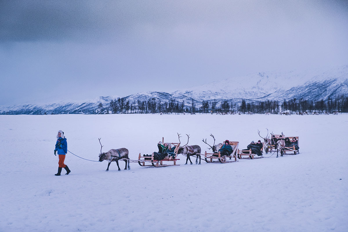 Reindeer and Sami Tour Experience in Tromso - Reindeer Sleeding