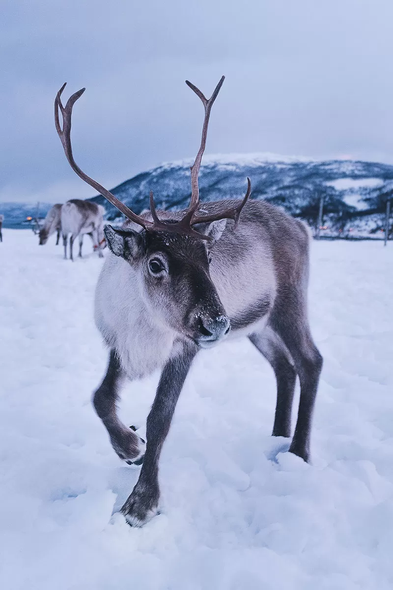 Reindeer and Sami Tour Experience in Tromso - Curious Sparring