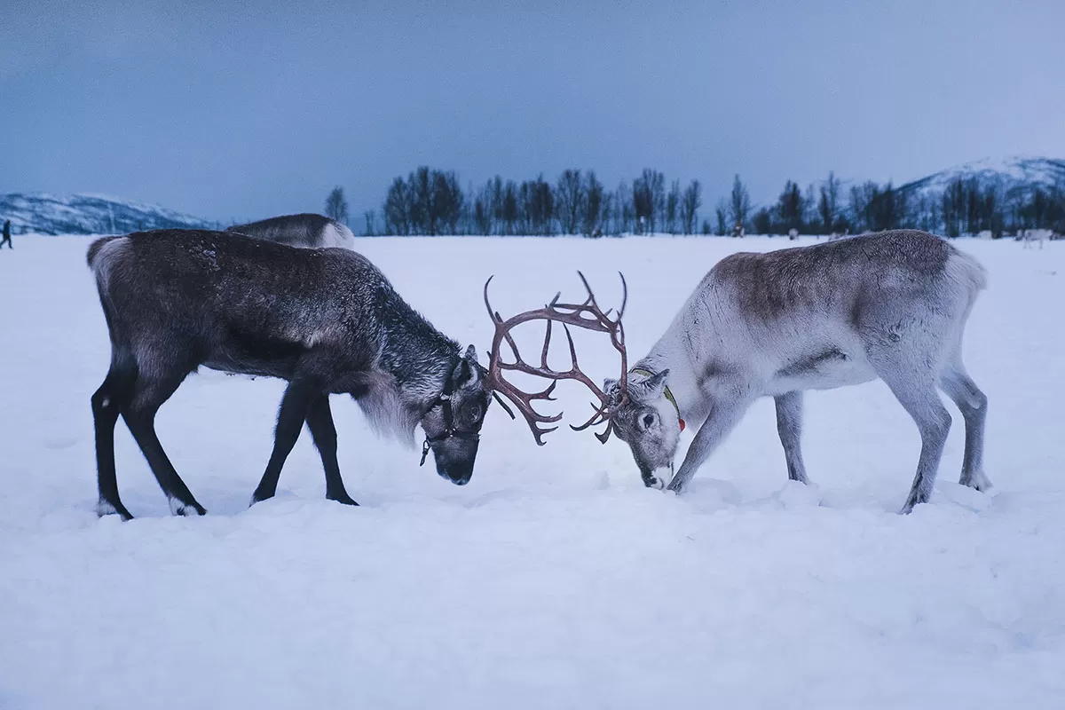 Reindeer and Sami Tour Experience in Tromso - Reindeer Sparring