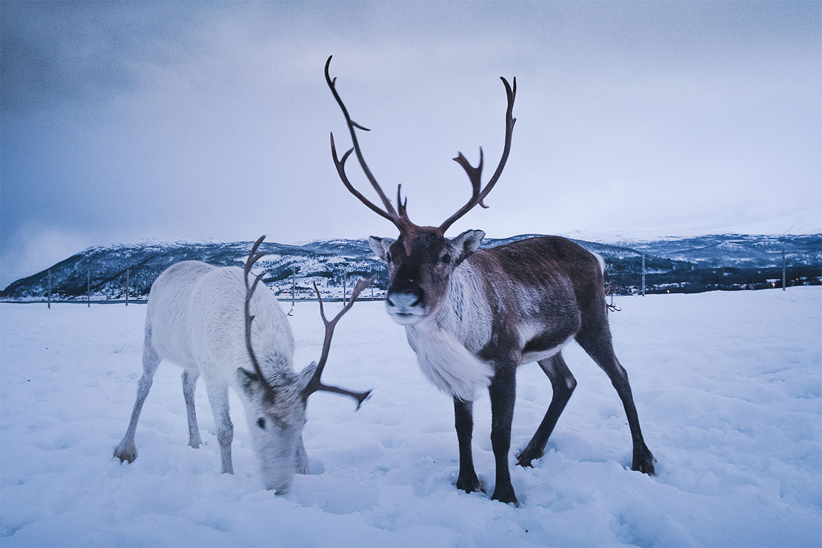 Reindeer and Sami Tour Experience in Tromso - Two Reindeer