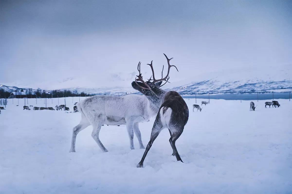 Reindeer and Sami Tour Experience in Tromso - White and dark Reindeer sparring