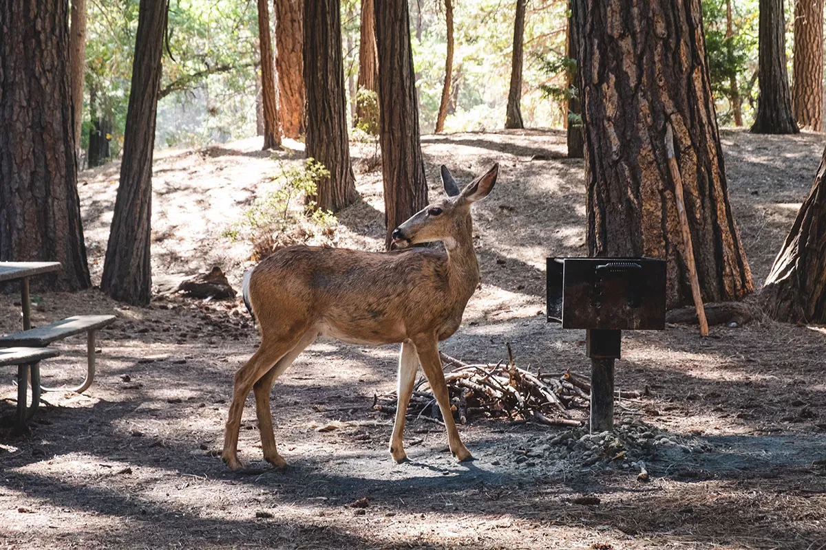 Yosemite Itinerary - Best Viewpoints in Yosemite - Deer