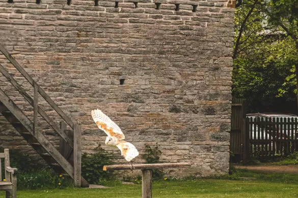 Best Things to do in Stratford-upon-Avon - Mary Ardens Farm Falconry