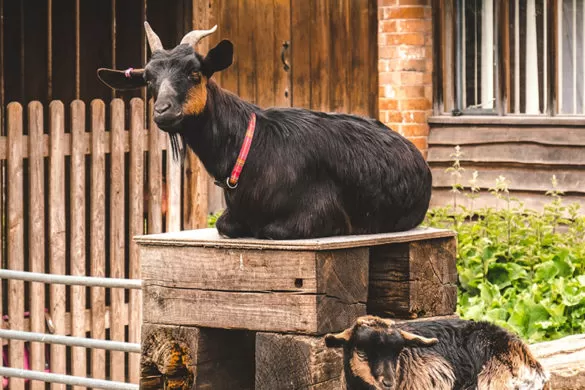 Best Things to do in Stratford-upon-Avon - Mary Ardens Farm Goats