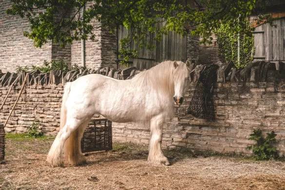 Best Things to do in Stratford-upon-Avon - Mary Ardens Farm Horse