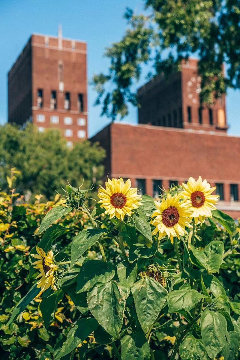 Best things to do in Oslo, Norway - Oslo City Hall sunflowers