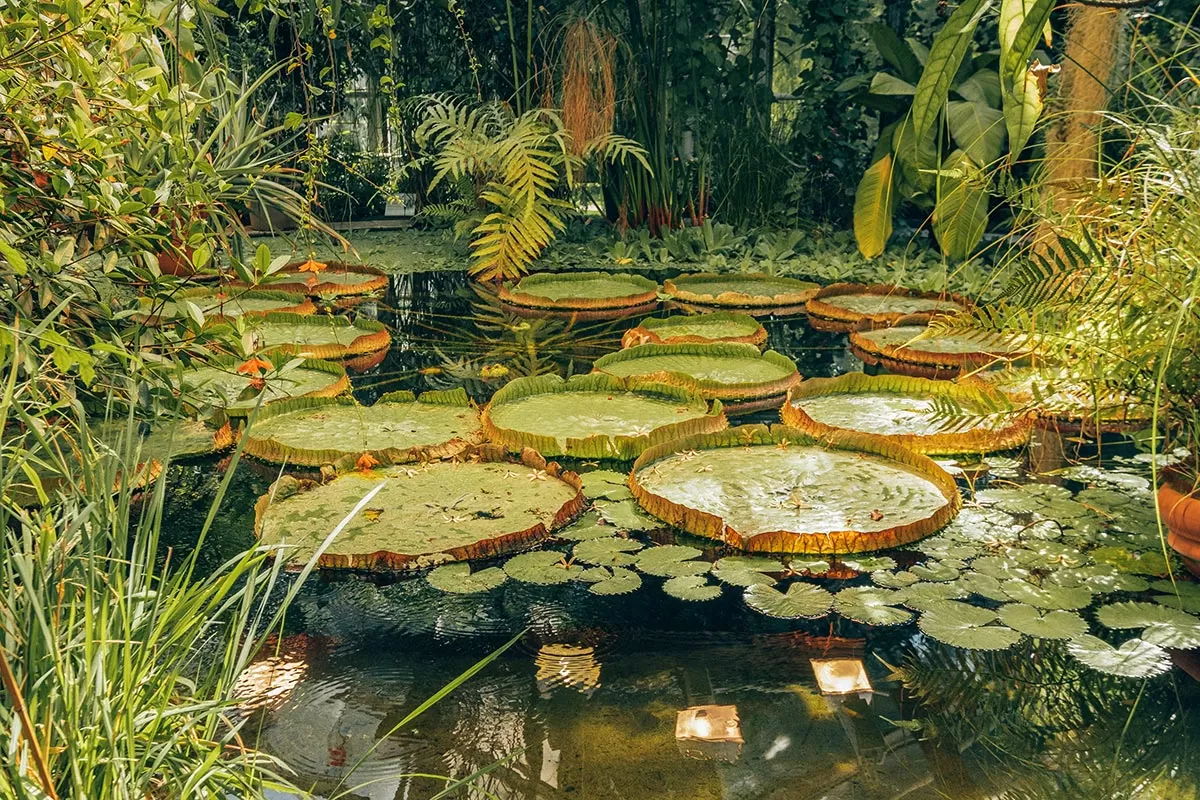 Free things to do in Oslo -Norway - Botanical Gardens lilies