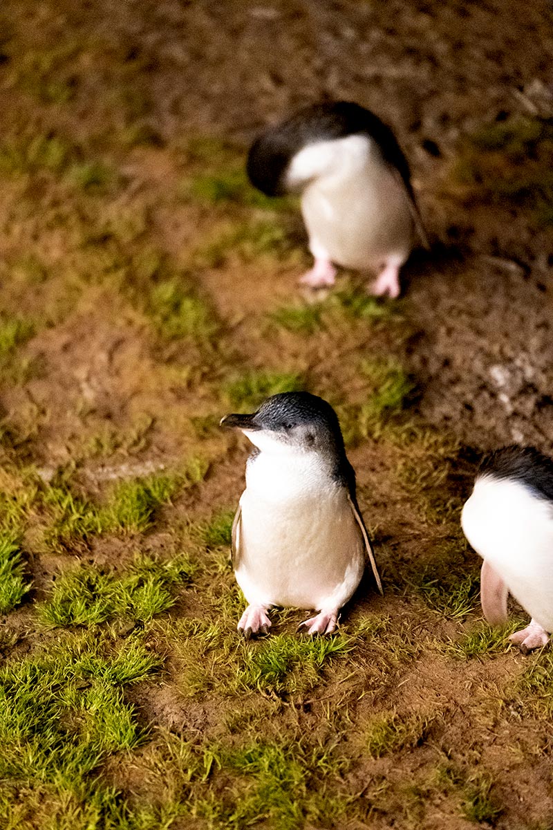 Phillip Island Penguin Parade Tips - Cute Little Penguins