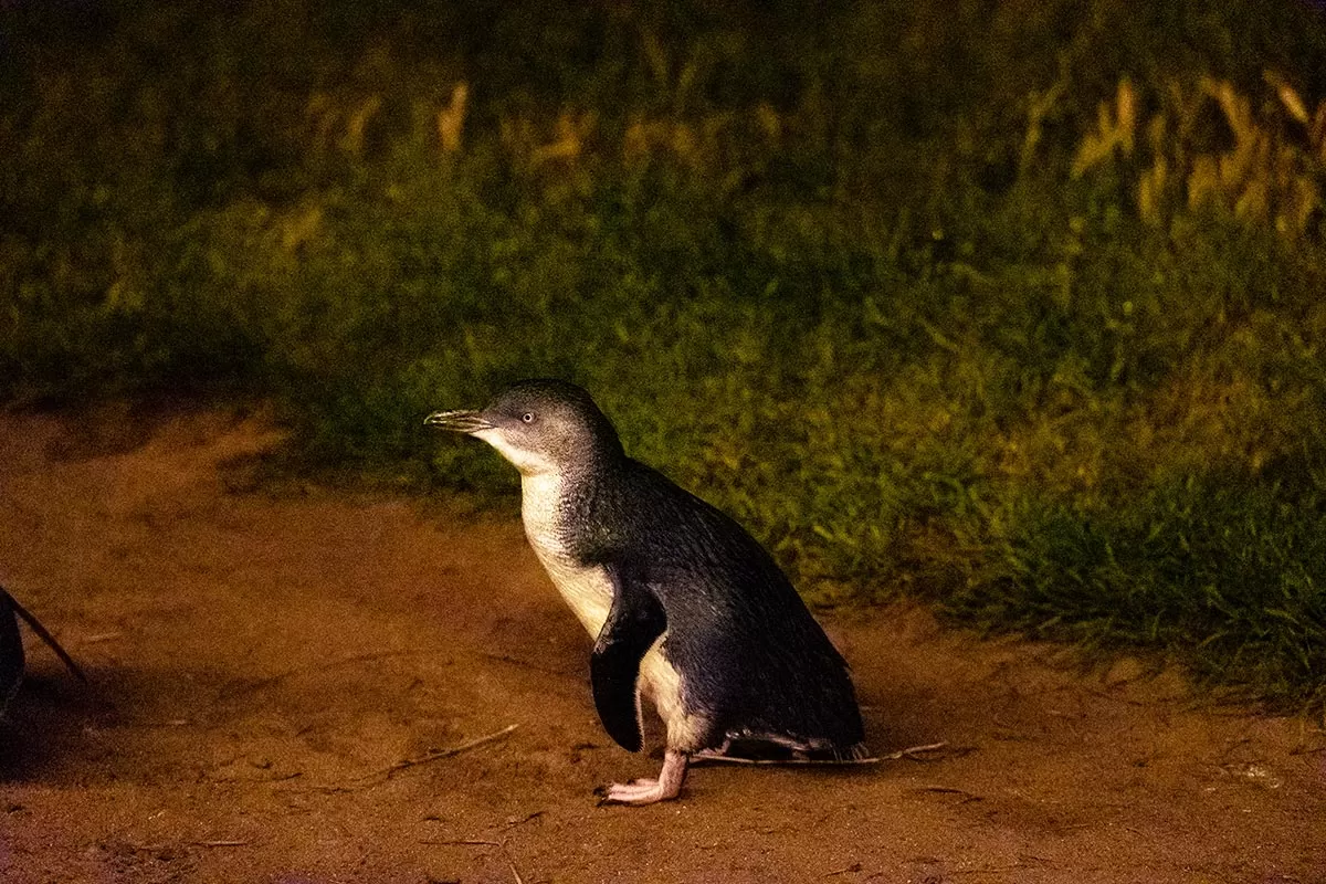 Phillip Island Penguin Parade Tips - Little Penguin alone