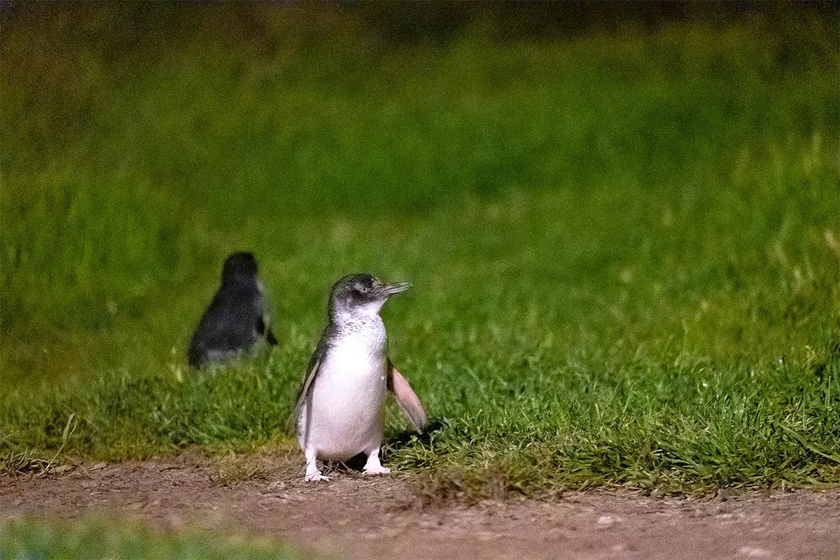 Phillip Island Penguin Parade Tips - Little Penguin looking around