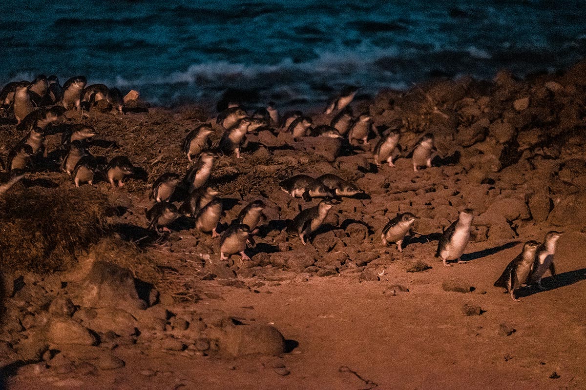 Phillip Island Penguin Parade Tips - Little Penguins arriving after sunset