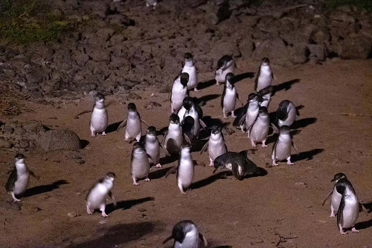 Phillip Island Penguin Parade Tips - Little Penguins on the sand