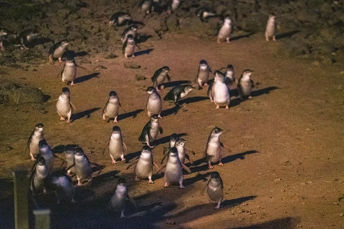 Phillip Island Penguin Parade Tips - Little Penguins waddling