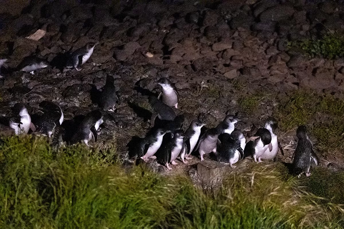 Phillip Island Penguin Parade Tips - Little Penguins walking over the rocks