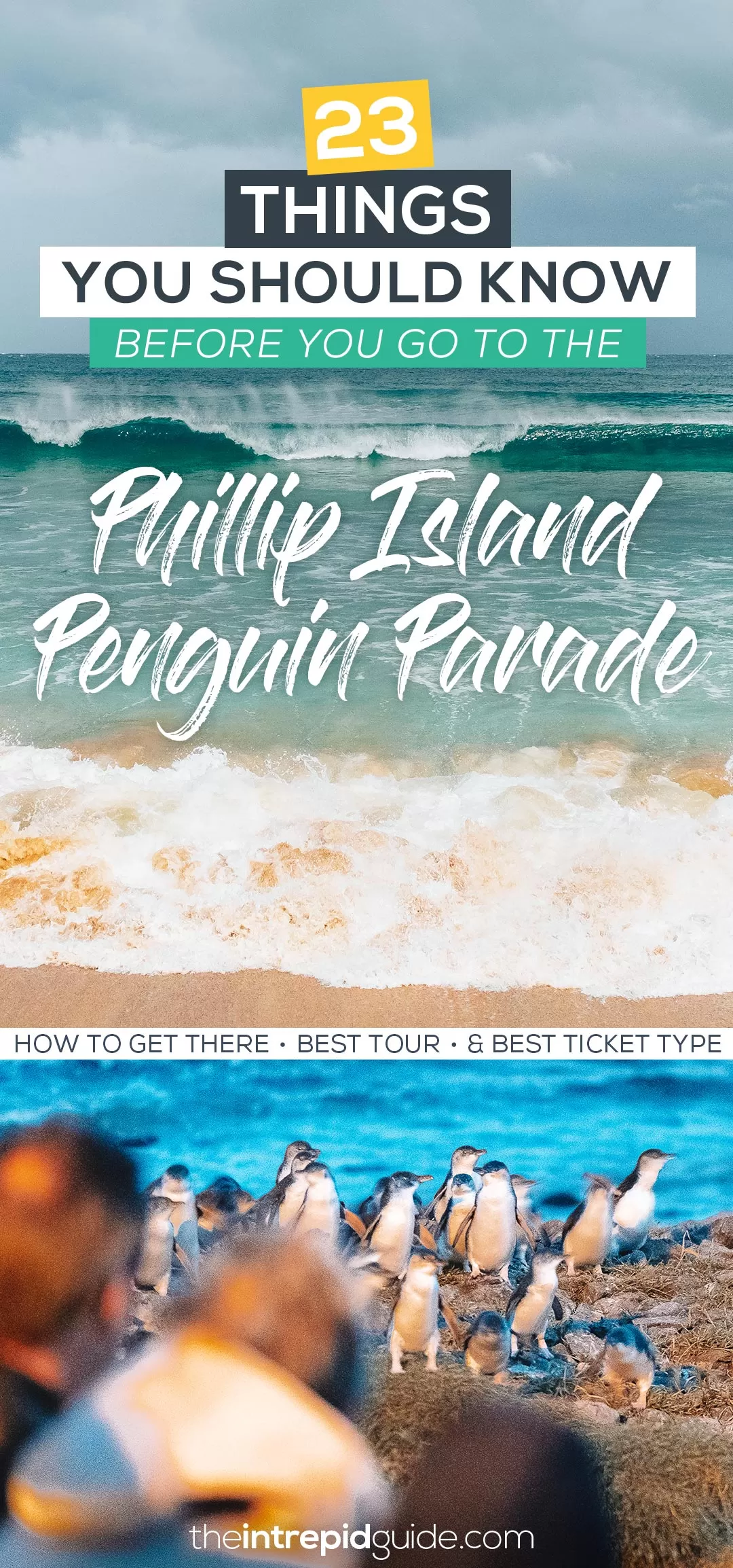 Phillip Island Penguin Parade Tour - 23 Things You Should Know