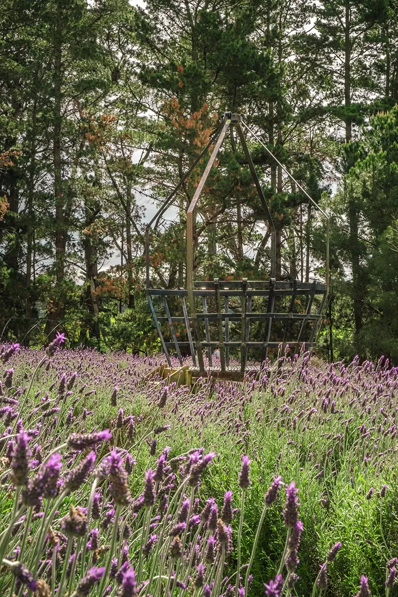 Top things to do on the Mornington Peninsula - Ashcombe Maze & Lavender Gardens - Lavender Field